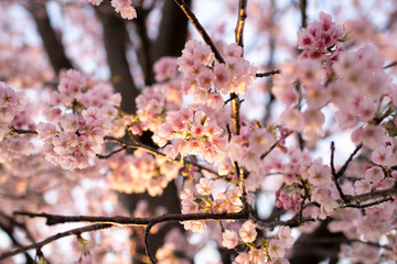 夕陽に照らされる桜