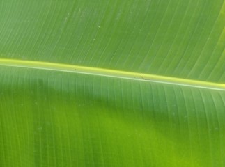 Green banana leaf (Musa acuminata) in the garden backgrounds and textures closeup for beautifully wallpaper design.