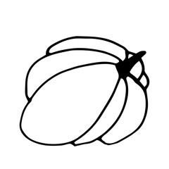 Pumpkin in doodle style on isolated white background. Thanksgiving Day, Halloween pumpkin icon. Vector autumn illustration. Decoration element. Vegetarian product. Black outline hand drawn.