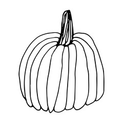 Pumpkin in doodle style on isolated white background. Thanksgiving Day, Halloween pumpkin icon. Vector autumn illustration. Decoration element. Vegetarian product. Black outline hand drawn.