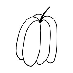 Pumpkin in doodle style on isolated white background. Thanksgiving Day, Halloween pumpkin icon. Vector autumn illustration. Decoration element. Vegetarian product. Black outline hand drawn.
