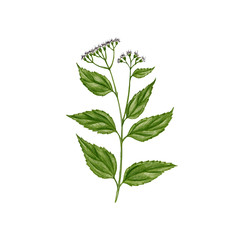 white snakeroot, drawing by colored pencils