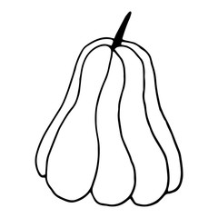 Pumpkin in doodle style on isolated white background. Thanksgiving Day, Halloween pumpkin icon. Vector autumn illustration. Decoration element. Vegetarian product. Black outline hand drawn.