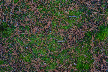 Pine needles and green moss in scandinavian woods. Background of swedish nature.