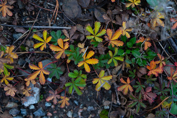 Yellow, green, orange autumn leaves in scandinavian forest. Swedish nature, fall photo.