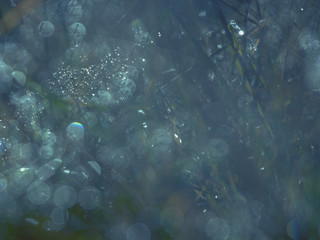 Morning light over wildflowers in dewy meadow