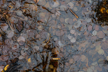 Autumn leaves in the water. Swedish fall. Background of scandinavian nature.