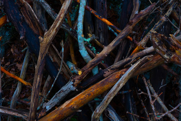 Wet branches in autumn forest. Texture of wood. Nature, background photo.