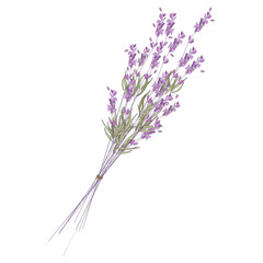 Bunch of lavender flowers vector