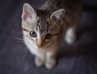 Little tabby kitten cognizes life