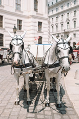 Obraz na płótnie Canvas Traditional horse coach Fiaker in Vienna Austria