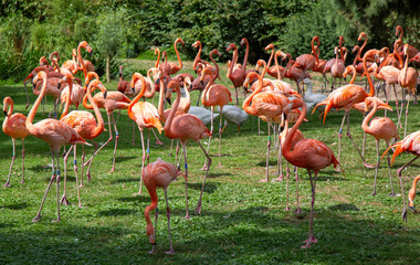 Flock of pink Flamingos at Cologne Zoo with shallow focus in the sunshine in Germany