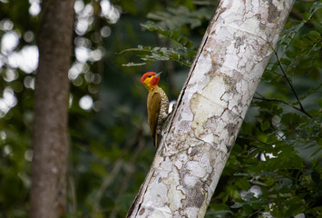 Woodpecker on tree