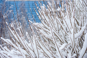 Threaded thin branches of shrubs
