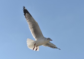 seagull flying on the blue sky background closeup. Joyfully and beautifully.