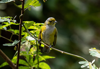Bird on a branch looking