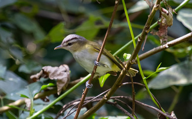 Bird on a branch