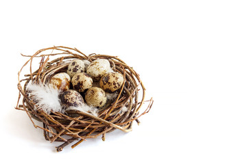Fototapeta premium Quail eggs with feathers in nest on white background. Easter concept, copy space for text, selective focus