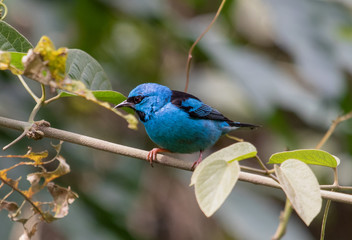 Blue bird