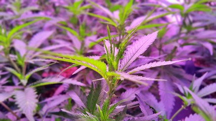 cannabis plant growing in a pots legally in a factory