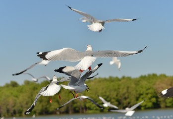 Group of seagulls flying on the blue sky background closeup. Joyfully and beautifully.