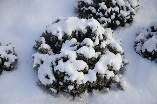  Winter. December. Lavender bushes strewn with white fluffy snow grow in the garden.