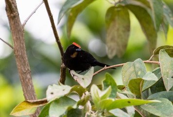 Black bird on branch