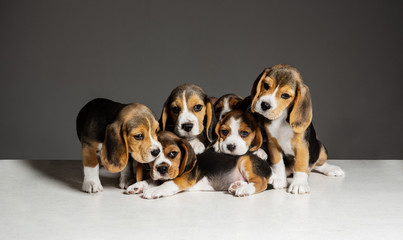 Beagle tricolor puppies are posing. Cute white-braun-black doggies or pets playing on grey background. Look attented and playful. Studio photoshot. Concept of motion, movement, action. Negative space.