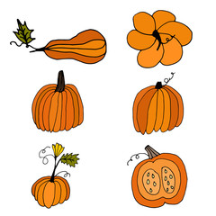 Set of six hand drawn orange pumpkins. Cartoon style pumpkins on an isolated white background. Thanksgiving Halloween greeting card design elements. Useful vegetables for the menu. 