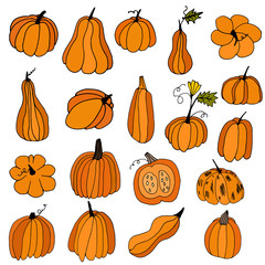 set of orange hand drawn pumpkins. Cartoon style pumpkins on an isolated white background. Thanksgiving Halloween greeting card design elements. A collection of healthy vegetables for the menu. 