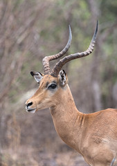 Portrait shot of an Impala ram in the Nxai Pan National Park of Botswana