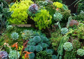 succulents flowers in the garden