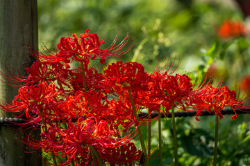 Spider lily