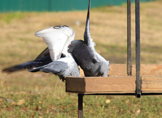 Wild pigeons sitting in the trough fighting over food