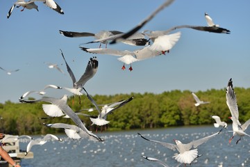Fototapeta premium Group of seagulls flying on the blue sky background closeup. Joyfully and beautifully.