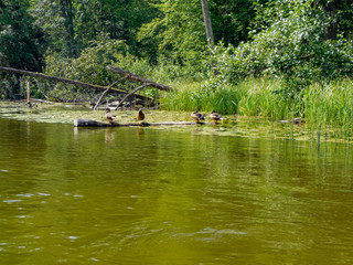 waterside scenery in masuria