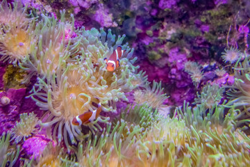 clownfish and sea anemones