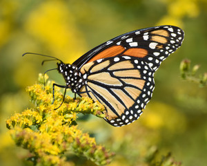 Monarch on Goldenrod Bush