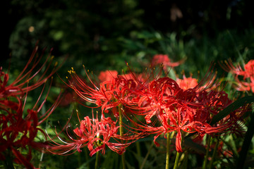 Spider lily