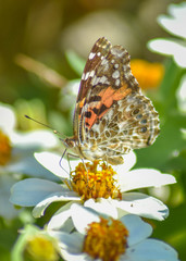 Painted Lady butterfly on flower