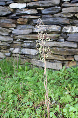 Rametto di fiori seccati con erba e pietra