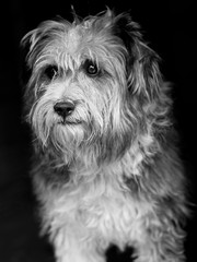 black and white photograph of a yard dog