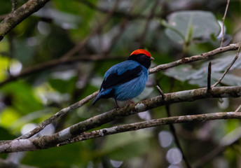 Manakin