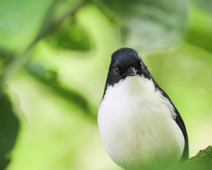 Birds perching on the branches, the background is blurred at angka nature trail in doi inthanon national park chaingmai thailand.