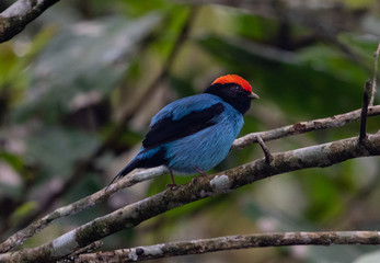 Blue bird