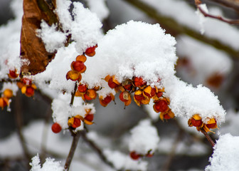 Snow on a Red Berry Bush