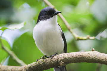 Birds perching on the branches, the background is blurred at angka nature trail in doi inthanon national park chaingmai thailand.