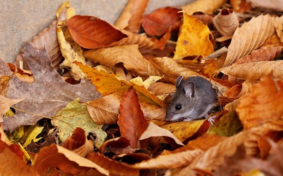 The deer mouse(Peromyscus maniculatus) is rodent, common most species often called the North American deermouse.