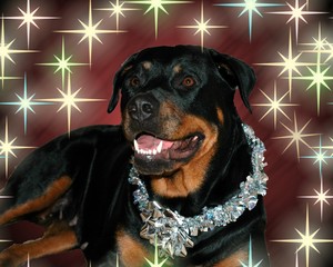 Rottweiler with Stars