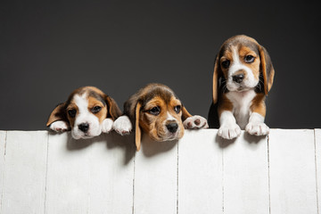 Beagle tricolor puppies are posing. Cute white-braun-black doggies or pets playing on grey...